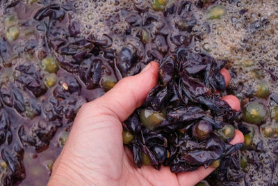 Everything you need to know about maceration wine