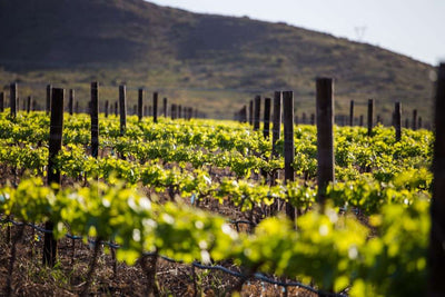 Everything you need to know about wine and the terroir!