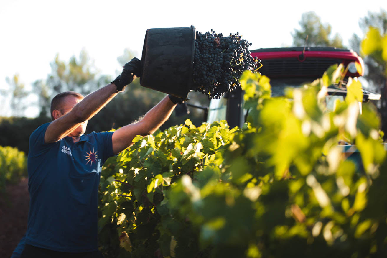 Nouveaux millésimes