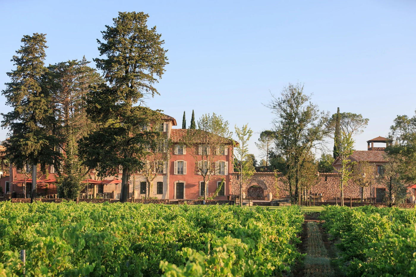 Les vins du Château Saint-Roux <br>Vignoble des Côtes de Provence