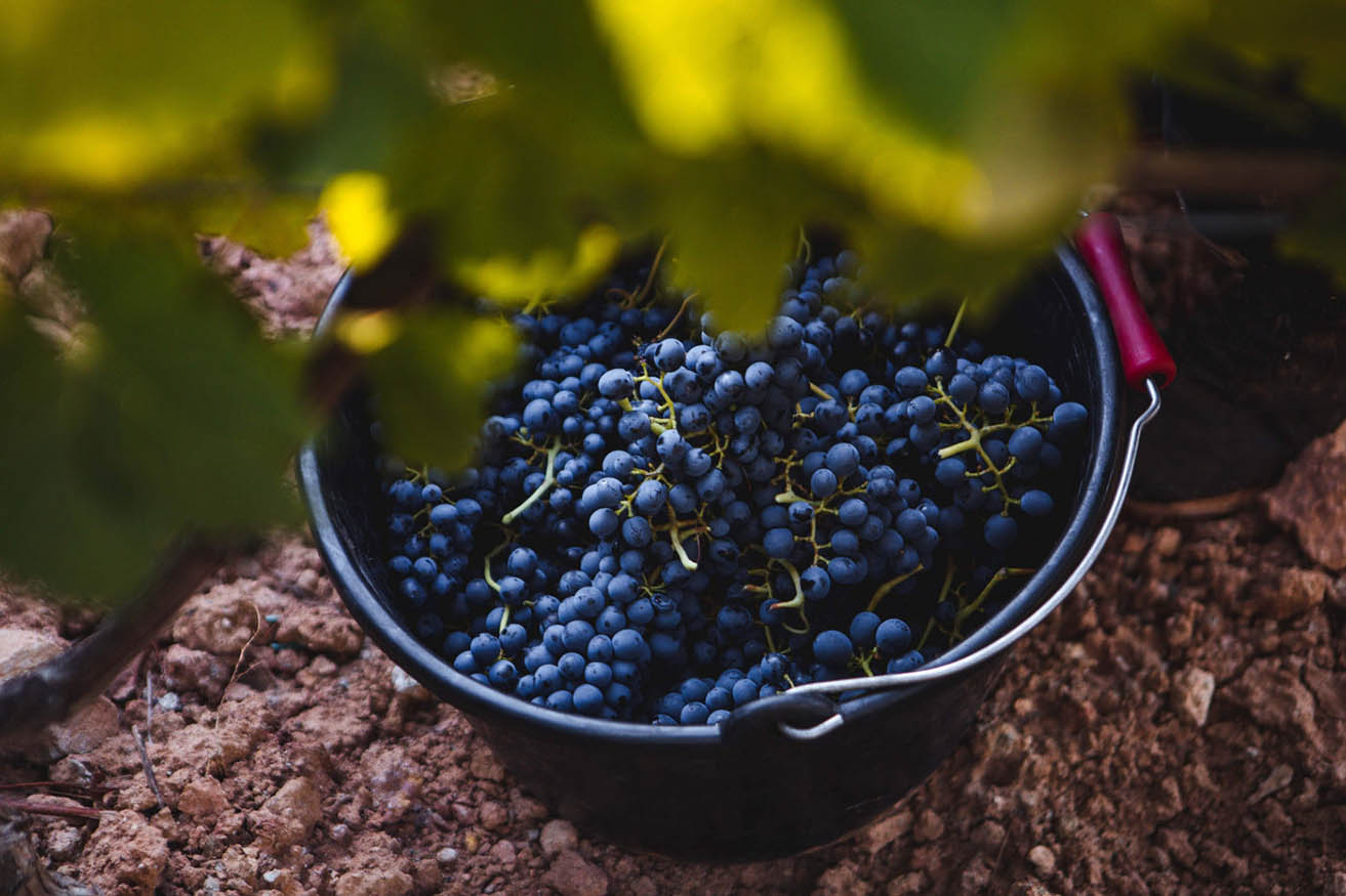 Nos vins en AOP Côtes de Provence