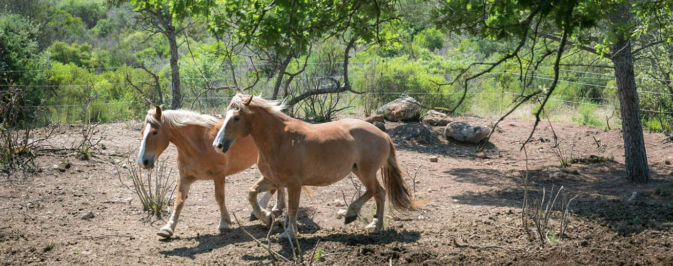 Les vins du Château des Bertrands <br>Vignoble des Côtes de Provence