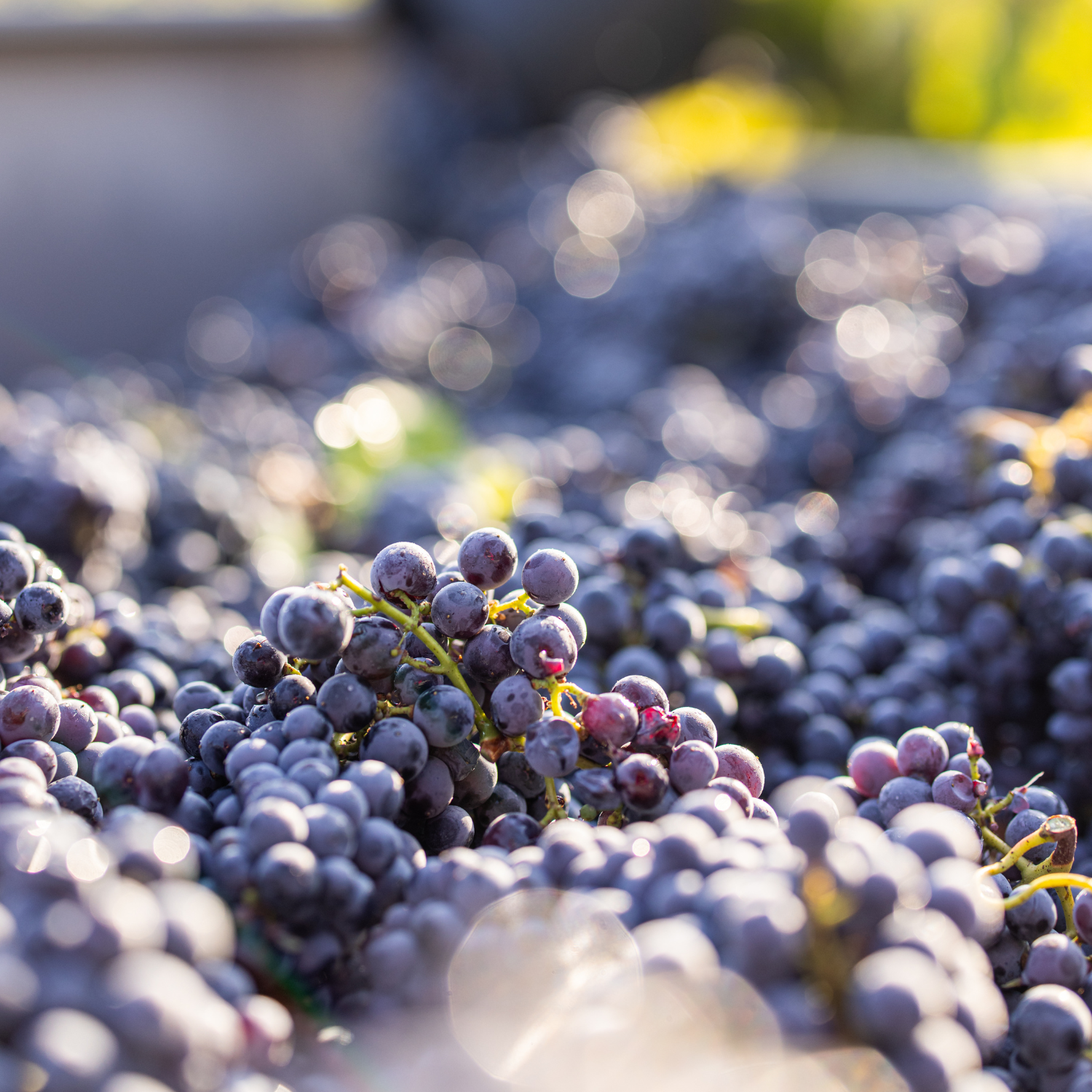 Les Presque Parfaites - Étiquettes abimées