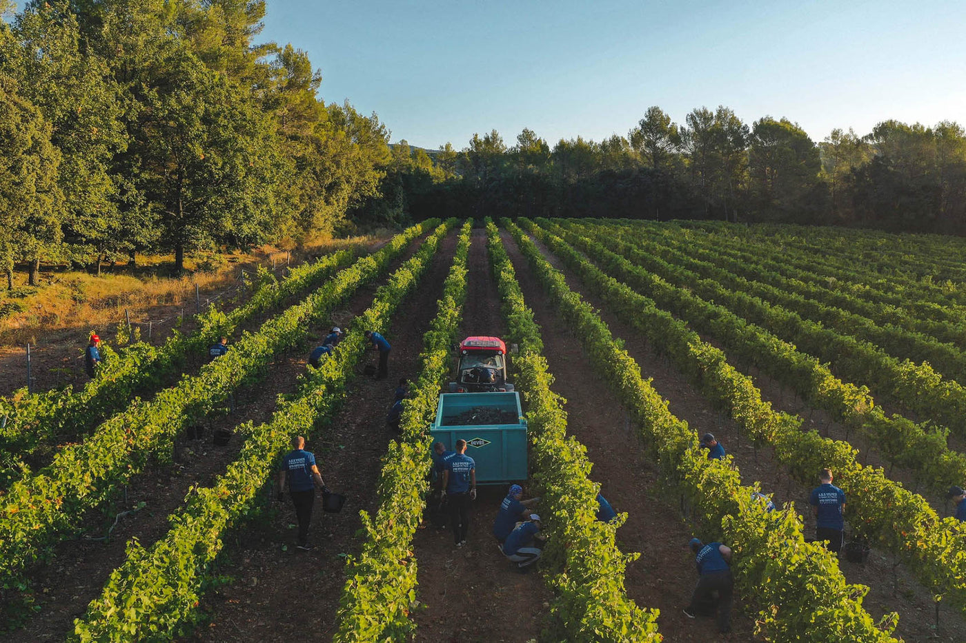 Les Côtes de Provence rosés de nos domaines