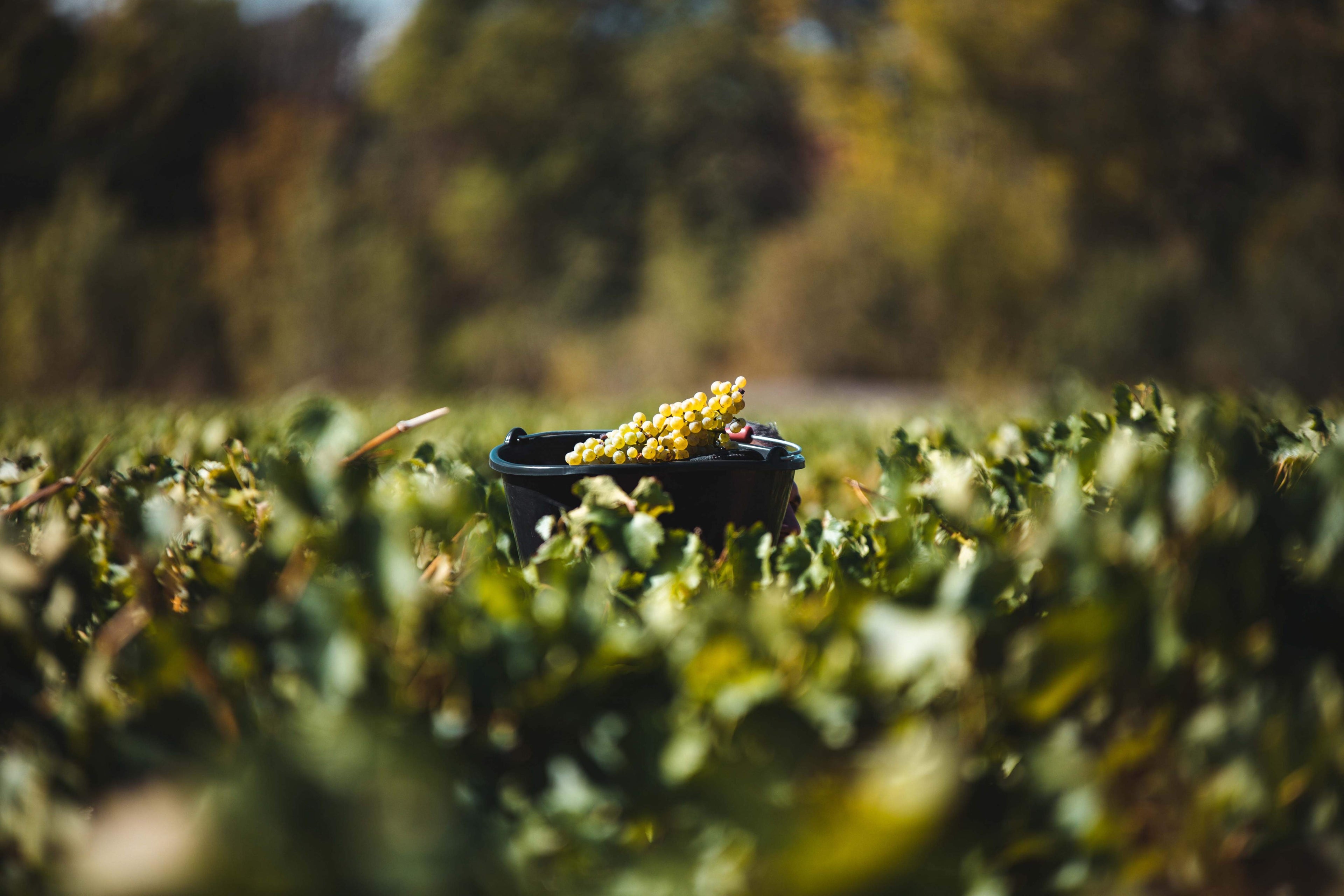 Seau de grappes de raisins blancs dans les vignes