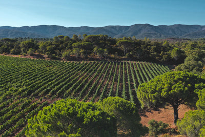 Déstockage vins de Provence - Des prix imbattables sur nos vins