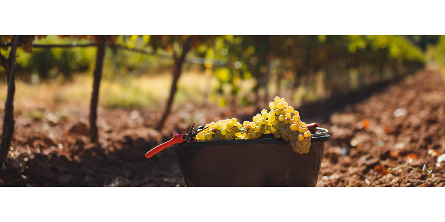 Les côtes de Provence blancs de nos domaines
