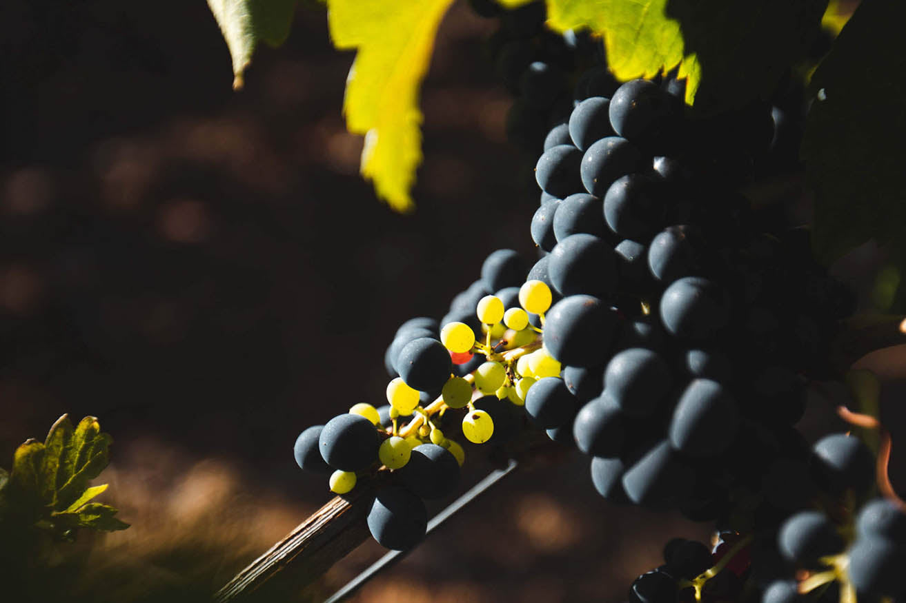 Les côtes de Provence rouges de nos domaines