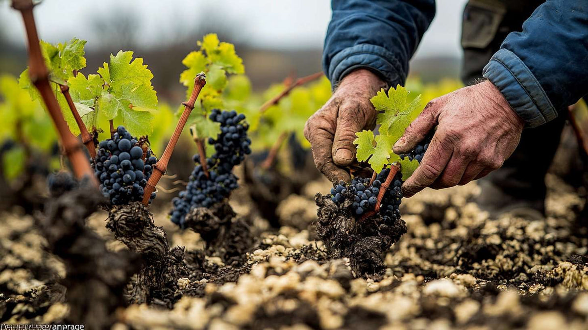 Les Pampres Rouges Tout savoir sur l'épamprage dans la viticulture – Château de Berne